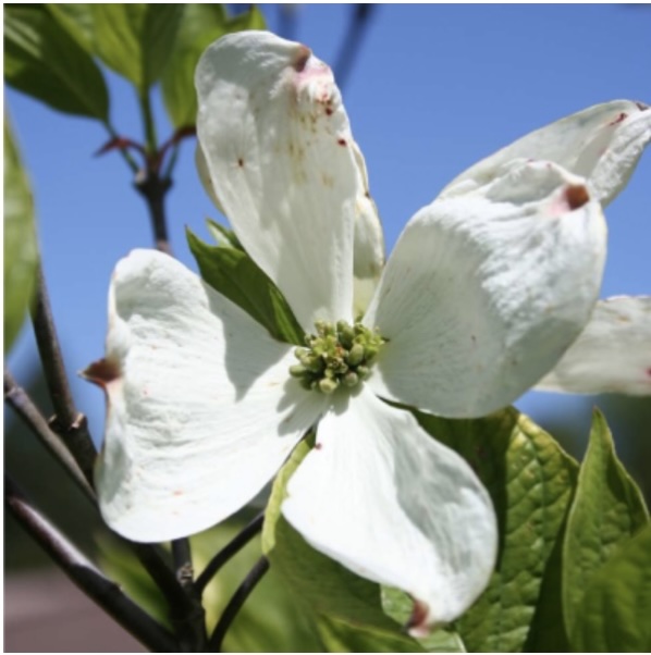 Cherokee Princess Dogwood 5G