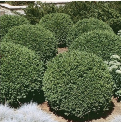 Green Gem Boxwood 1G