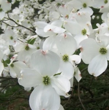 Spring Grove Dogwood 7G