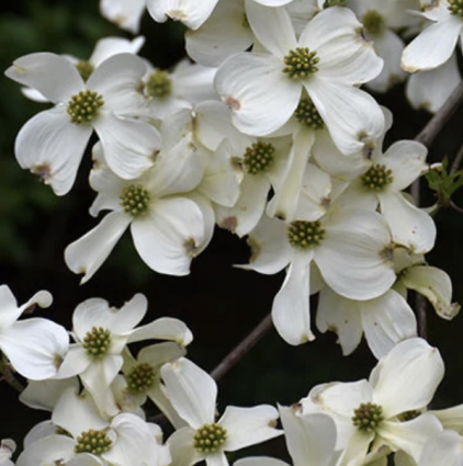 Appalachian Spring Dogwood 1.5"