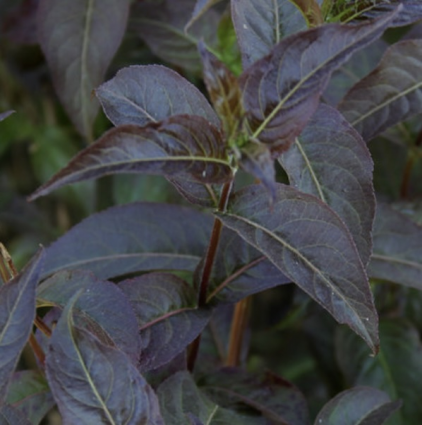 Kodiak&reg; Black Honeysuckle 3-5G