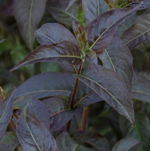 Kodiak&reg; Black Honeysuckle 2G