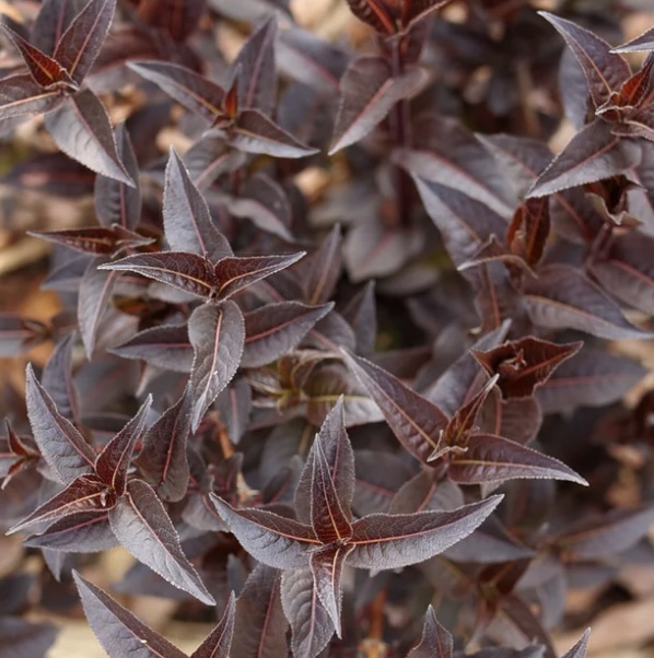 Kodiak Jet Black&reg;Honeysuckle 2G