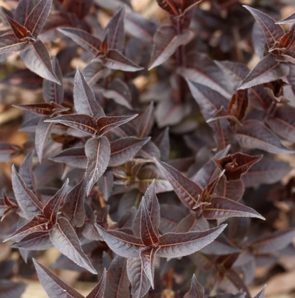 Kodiak Jet Black&reg;Honeysuckle 2G