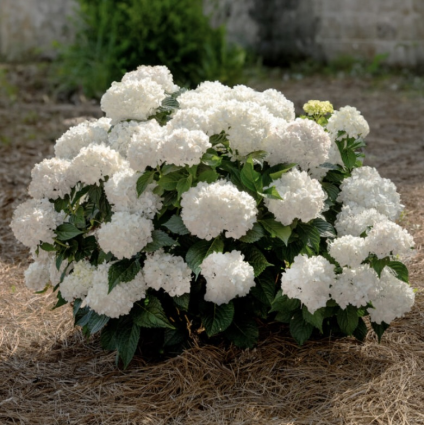 Dream Cloud &reg; Summer Hydrangea 2G