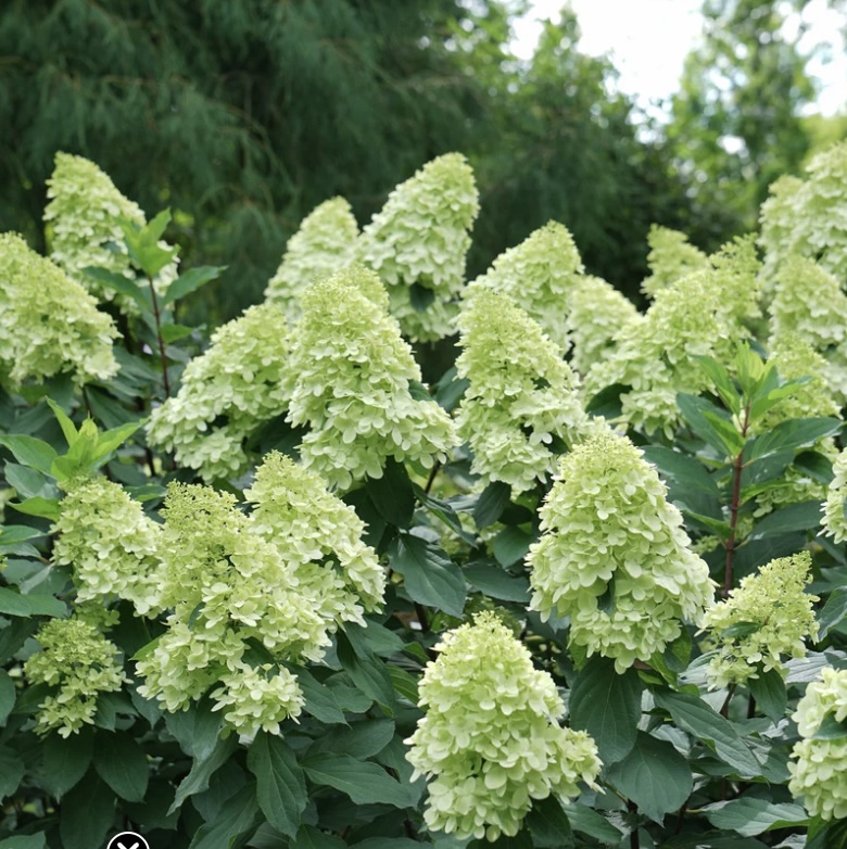 Limelight Prime&reg; Panicle Hydrangea 7G