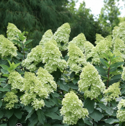 Limelight Prime&reg; Panicle Hydrangea 7G