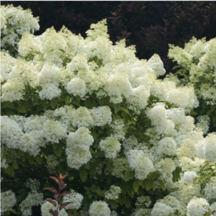 Bobo&reg; Hardy Hydrangea 6-7G