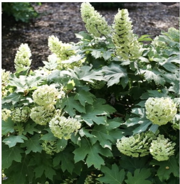Gatsby Glow Ball&reg; Oakleaf Hydrangea 5G