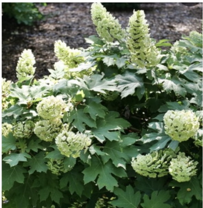 Gatsby Glow Ball&reg; Oakleaf Hydrangea 5G