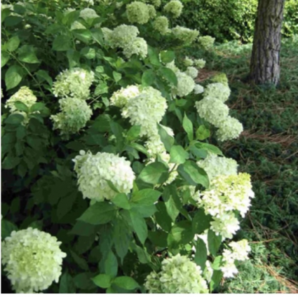 'Limelight' Panicle Hydrangea 10G