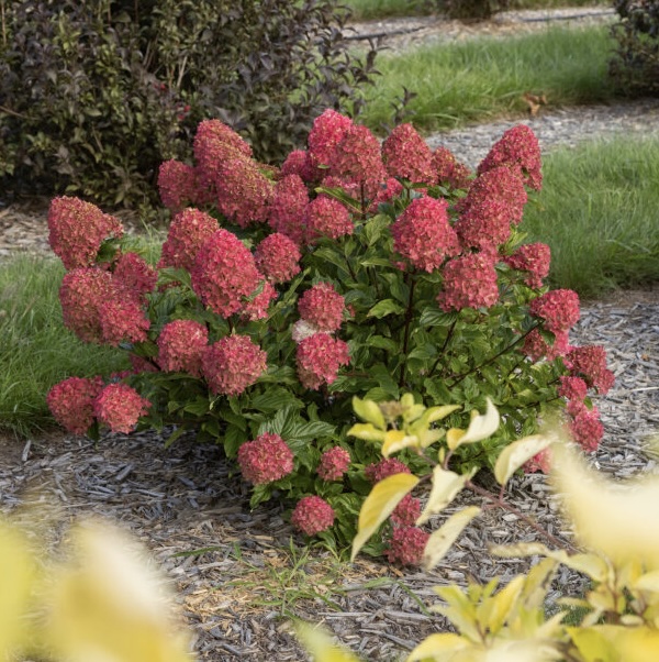 Spring Sizzle Panicle Hydrangea 2G