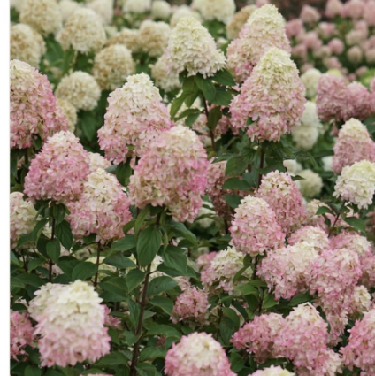 Limelight Prime&reg; Panicle Hydrangea Tree 7G