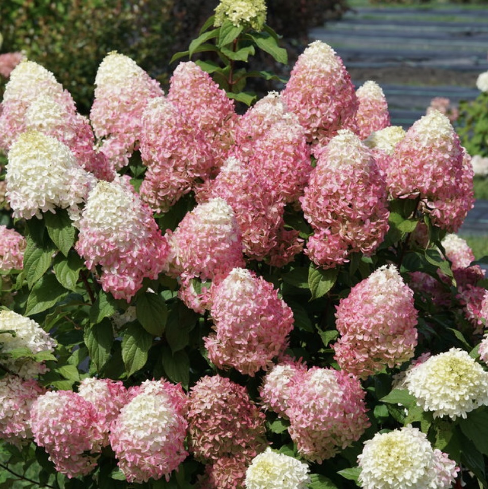Quick Fire Fab&reg; Panicle Hydrangea Tree  7G