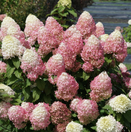 Quick Fire Fab&reg; Panicle Hydrangea Tree  7G