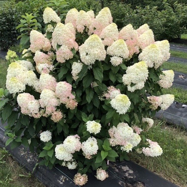 Quick Fire Fab&reg; Panicle Hydrangea 7G
