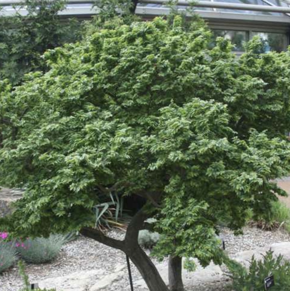 Jacqueline Hillier Elm 3-5G