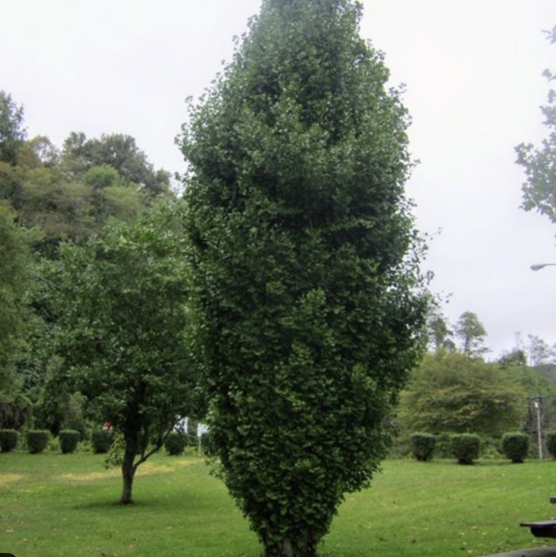 Sky Tower Ginkgo 1.5"