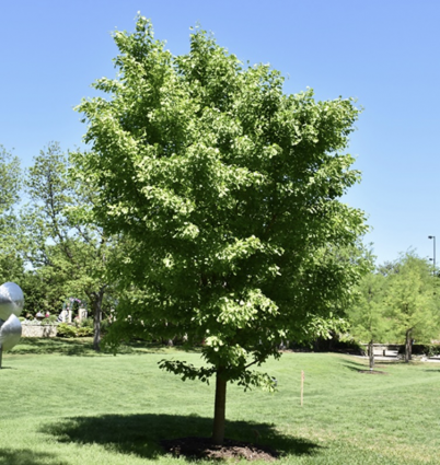 Saratoga Ginkgo 1.5"