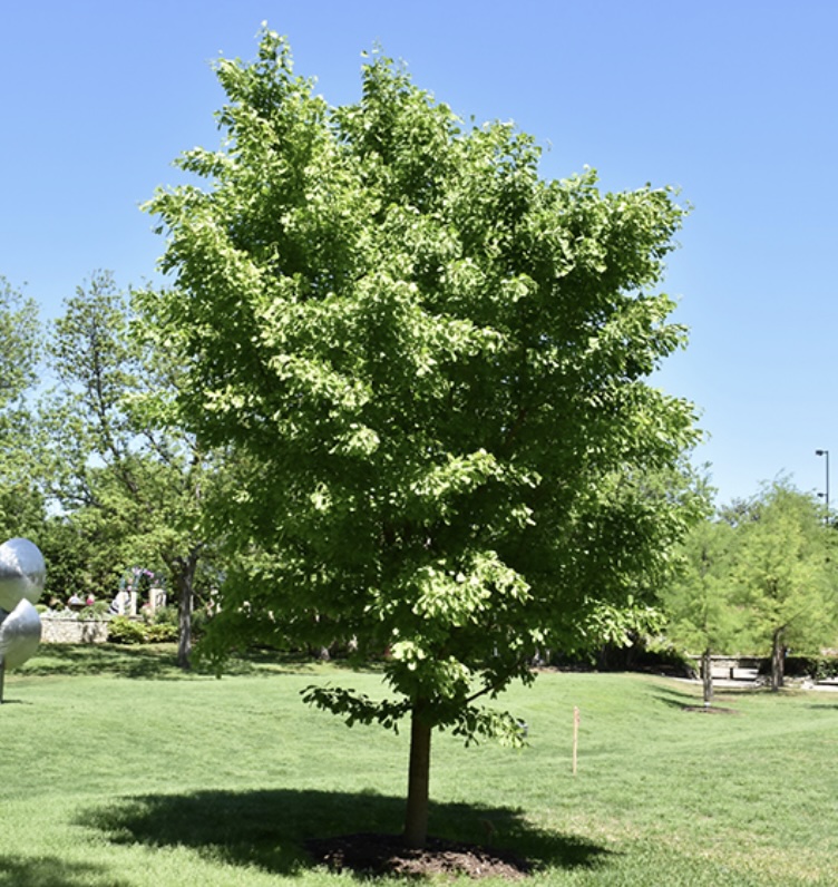 Saratoga Ginkgo 3-4'