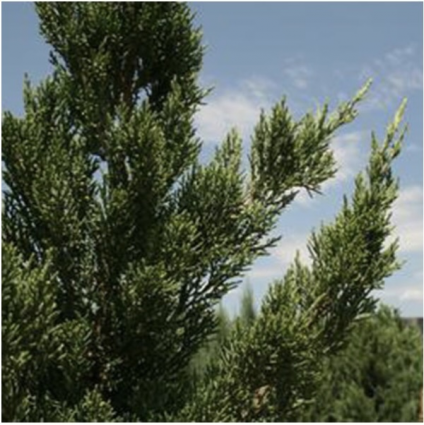 Iowa Juniper 8'