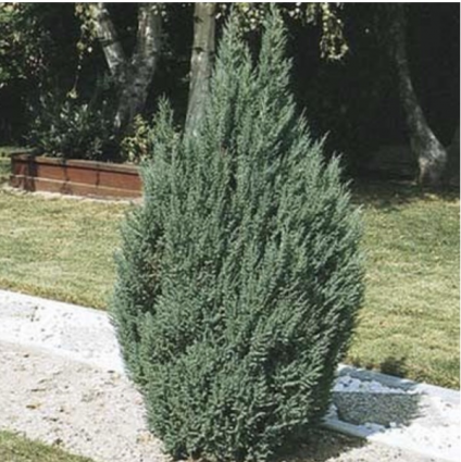 Blue Point Juniper 8'