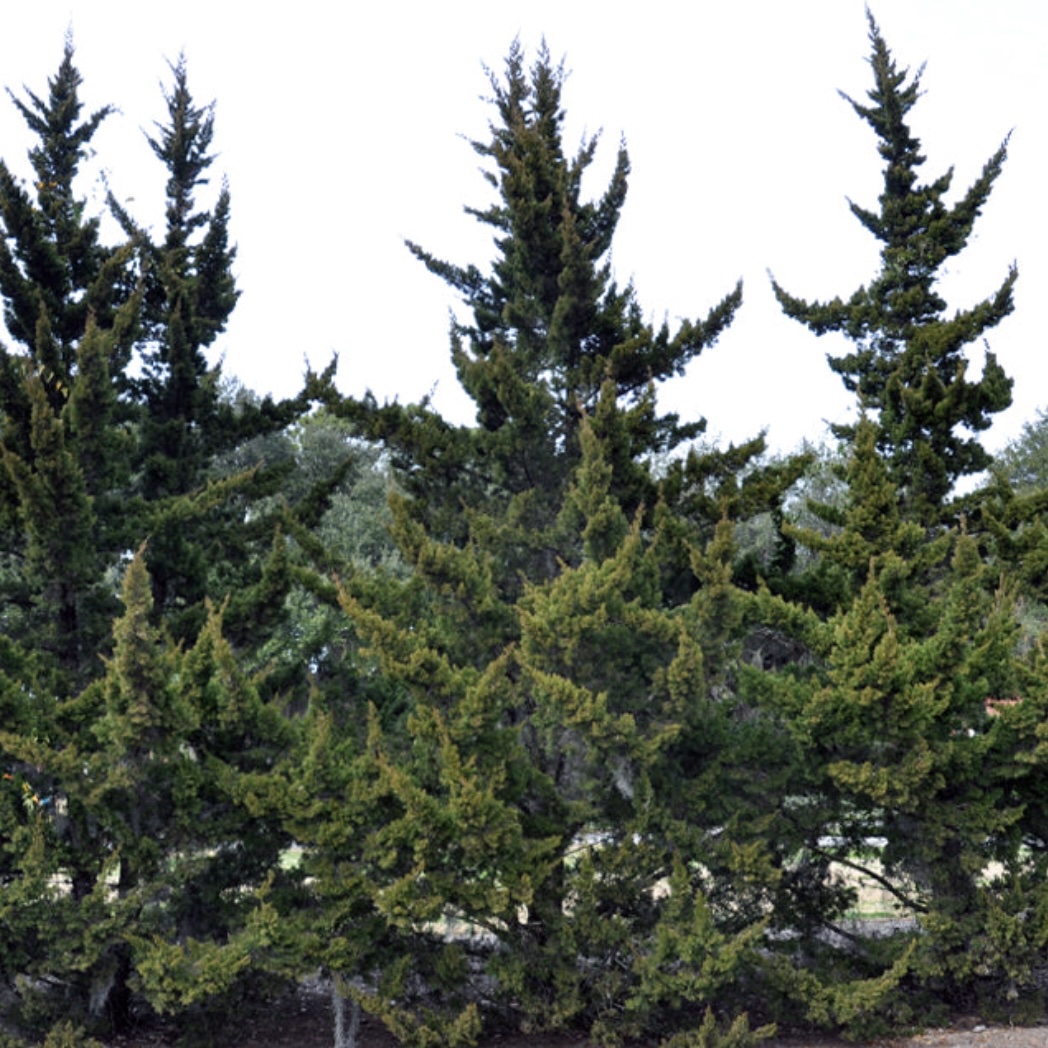 Canaerti Juniper 9'