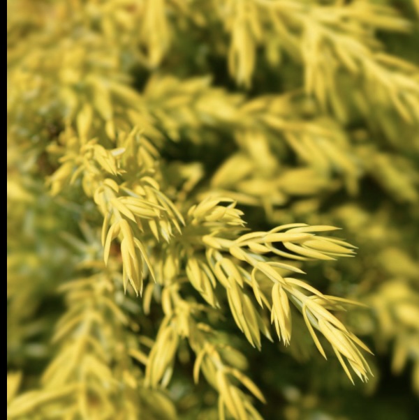 Gold Cone Juniper 36" Pom