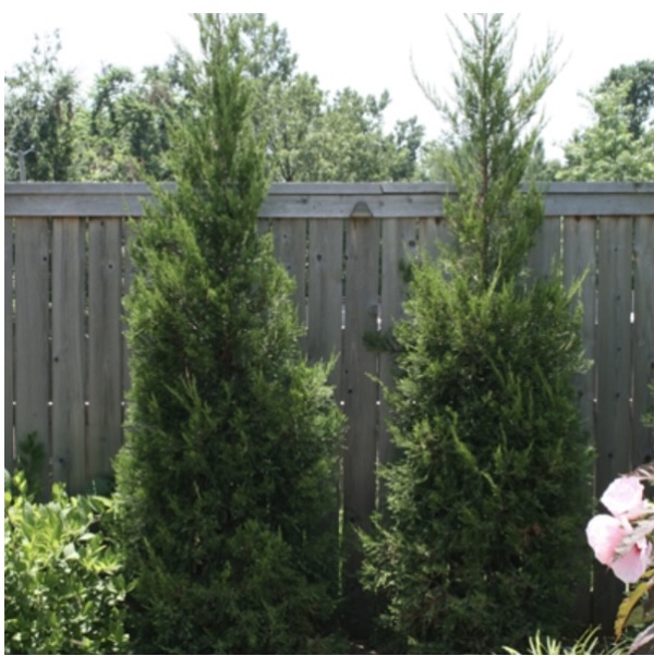 Hetzii Columnar Juniper 8'