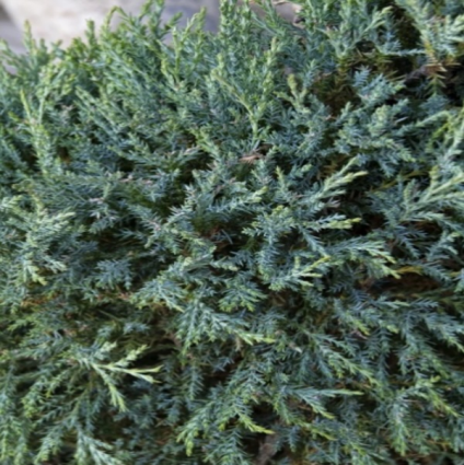 Medora Juniper 7G