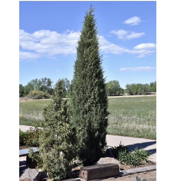 Juniper, Woodward 6-7G