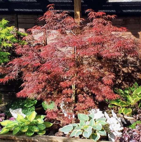 Japanese Firecracker Maple 10G