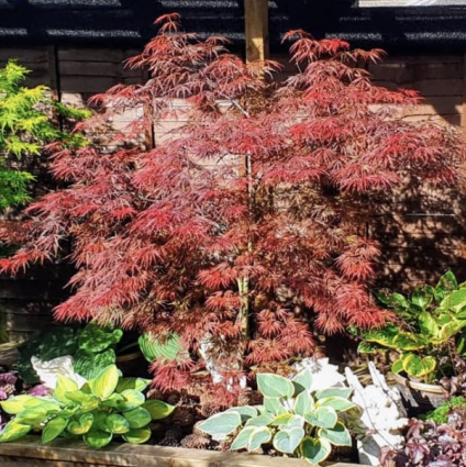Japanese Firecracker Maple 10G