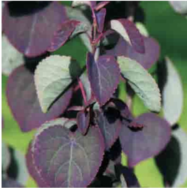 Red Fox Katsura Tree 7-8'