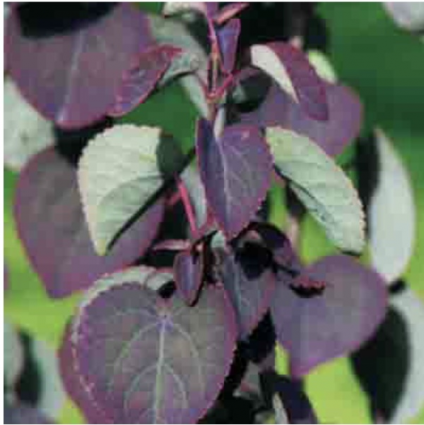 Red Fox Katsura Tree 7-8'