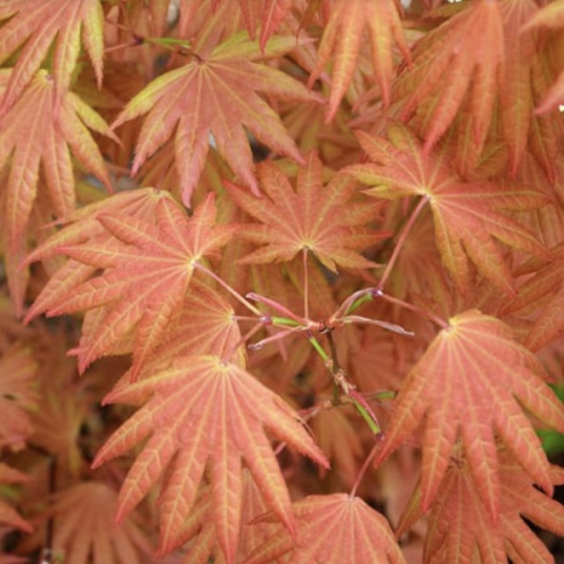Japanese Autumn Moon Maple 6-7G