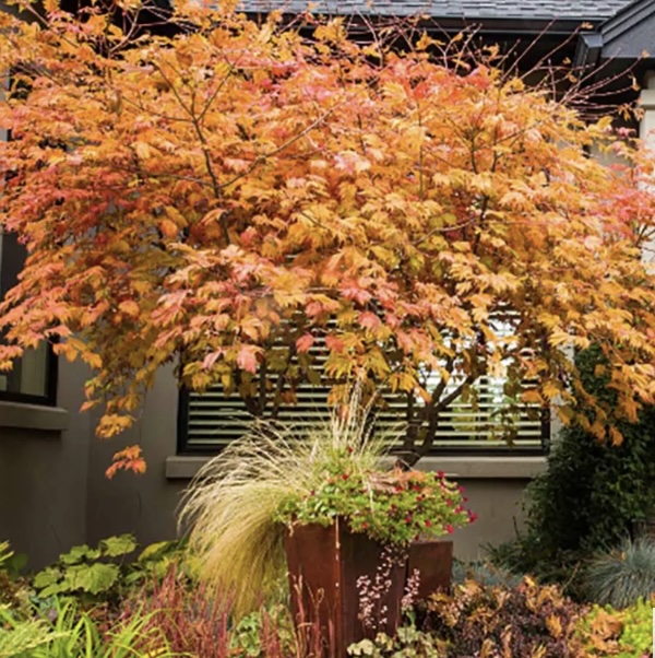 Full Moon Japanese Maple 15G
