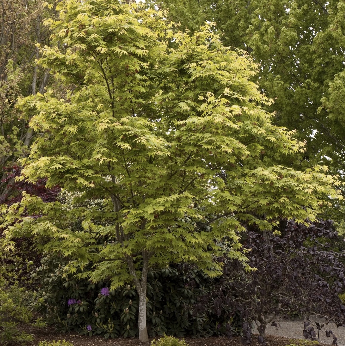 Osakazuki Japanese Maple 3'