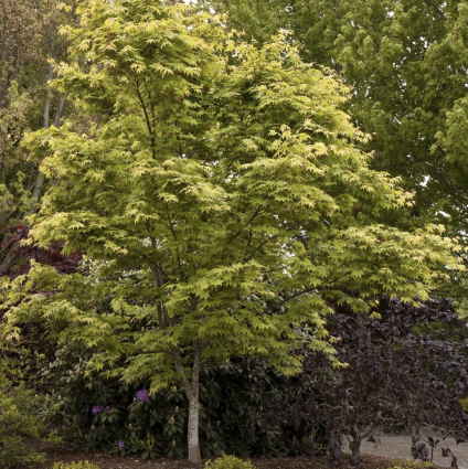 Osakazuki Japanese Maple 3'