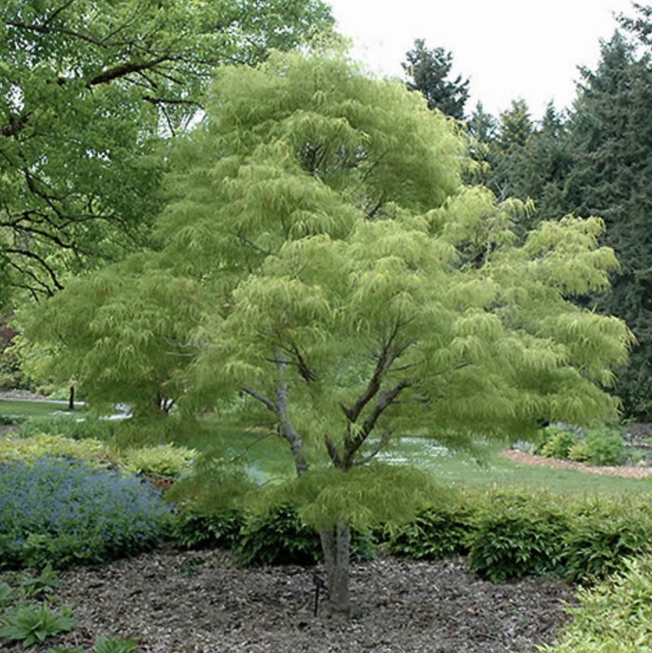 Koto No Ito Japanese Maple 15BOX