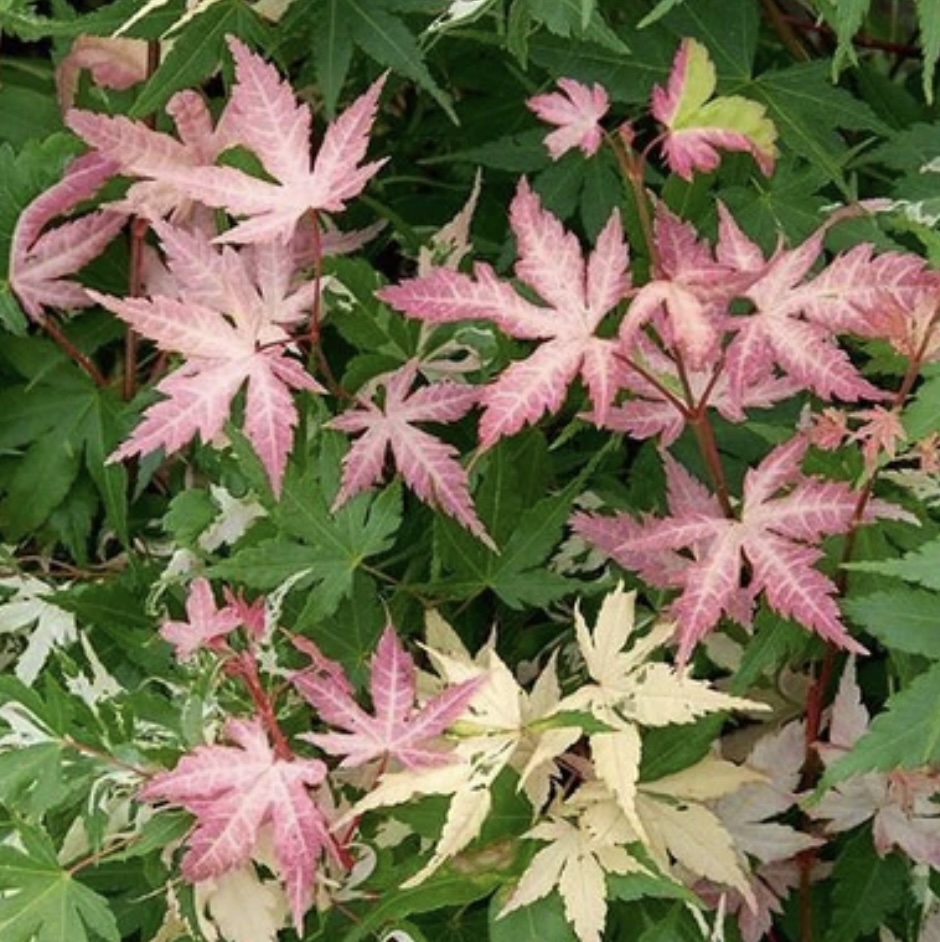 Karasu Gawa Japanese Maple 4'