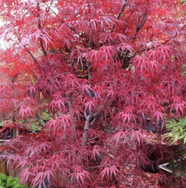 Pung Kil Japanese Maple 15 Box