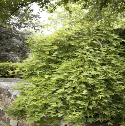 Ryusen Weeping Japanese Maple 10G