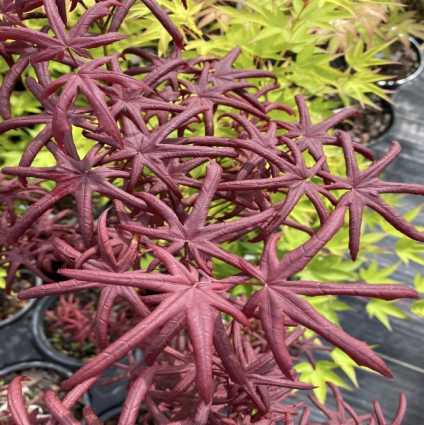 Starfish Japanese Maple 4'