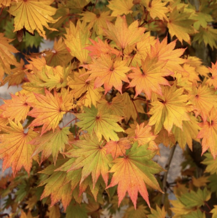 Golden Full Moon Japanese Maple 6-7'