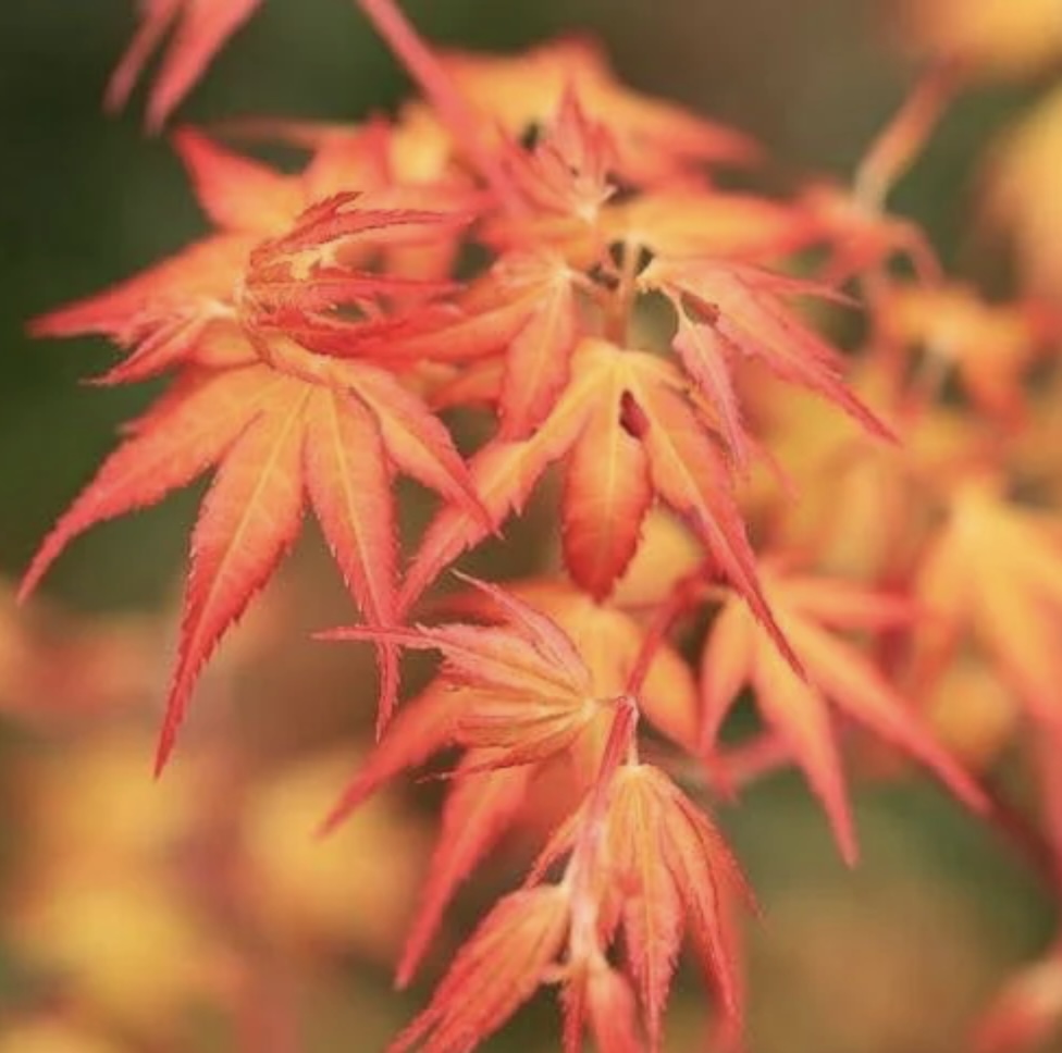 Katsura Japanese Maple 6-7G