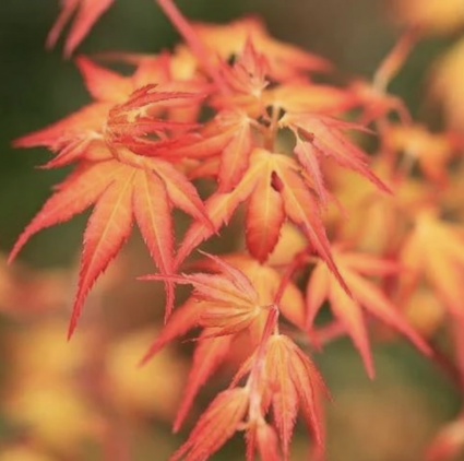 Katsura Japanese Maple 6-7G