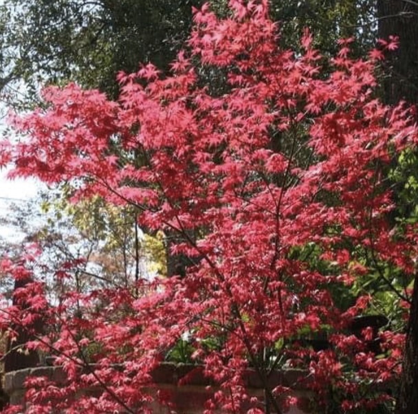 Shin Deshojo Japanese Maple 3'