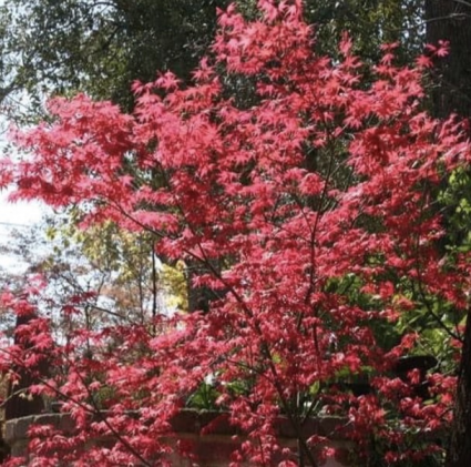 Shin Deshojo Japanese Maple 3'