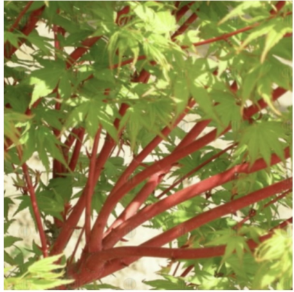 Sango Kaku Japanese Maple 1G
